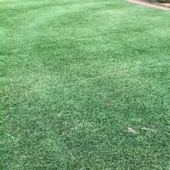 金华果岭草  草坪草0.5平方马尼拉果岭百慕达