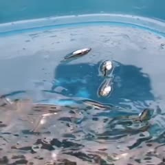 长沙 加州鲈鱼苗现货鱼场直达养殖户鱼塘，规格来电
