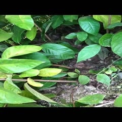 梅州释迦果苗  凤梨释迦苗木