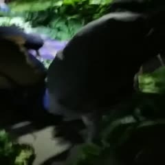 什邡市青叶莴笋 竹筒青，黑牛皮。毛货0.65把子0.7
