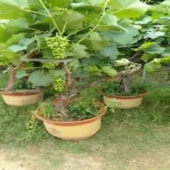 金华阳光玫瑰葡萄苗  葡萄树盆景艺术葡萄苗阳光玫瑰夏黑巨峰