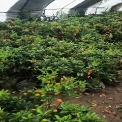 平邑县脆蜜金柑苗  金桔盆栽可食用四季观赏桔子树苗南方北方阳台庭院橘子苗带果发货