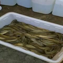 清远塘鲺苗 杂交快大塘角鱼苗现货批发