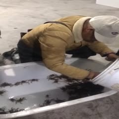 启东市启东扣蟹  大母本