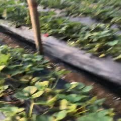 平度市 甜宝草莓苗