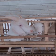 上海崇明本地白山羊，生态岛，生态羊，吃芦笋根长大，肉质鲜美。
