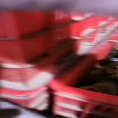 合肥朗德鹅苗  郎德鹅苗