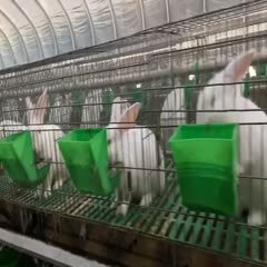 嘉祥县 新西兰白兔，伊拉肉兔种兔