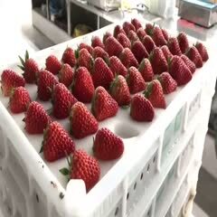 沈阳 丹东99奶油草莓