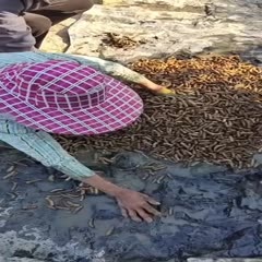 湛江广东湛江正宗泥丁