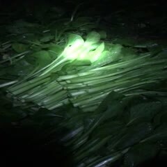 江门广州菜心  抽心 2元。 不抽1.8
