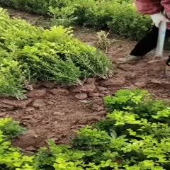 沭阳县瓜子黄杨 黄杨苗黄杨球