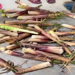 长沙黄尖笋 广东省广州市从化区 鲜笋 