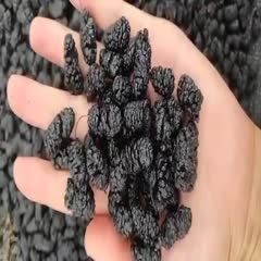 东光县黑桑葚  新疆特产大颗粒桑葚干无沙手选桑椹干泡茶泡酒500g袋装产直销
