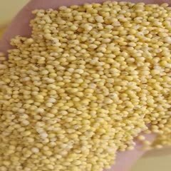 临沂大黄米，2023新大黄米，糯小米，粘度，，常年有货