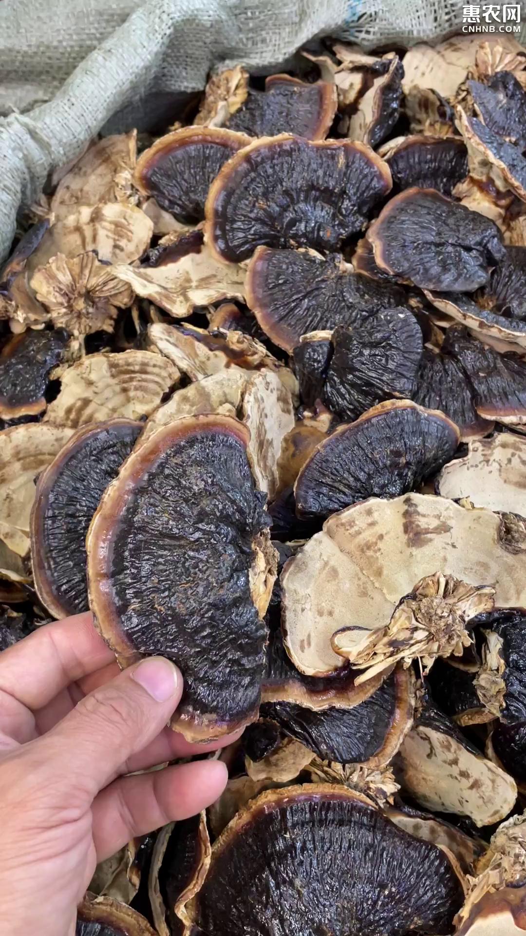 [金边灵芝批发]美芝金边灵芝不苦的灵芝薄树芝价格60元/斤 - 惠农网