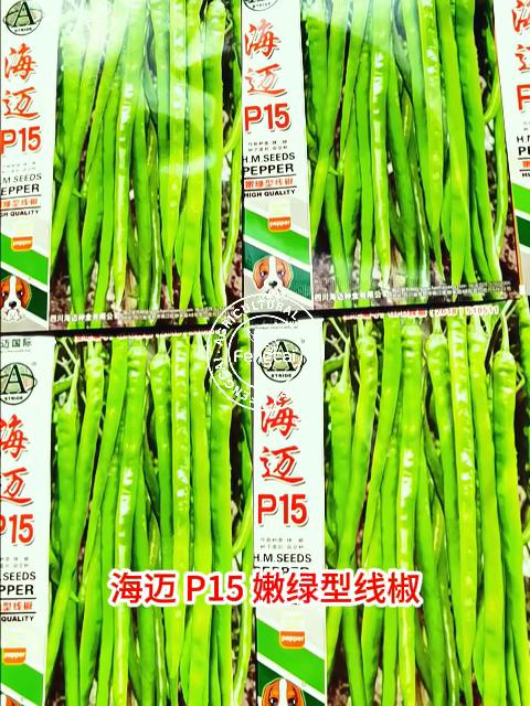 嫩绿型线椒种子 海迈P15杂交种 果长24-28cm