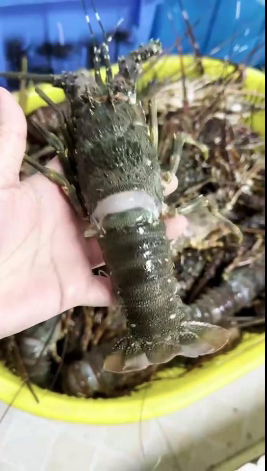 小青龙虾A级无冰衣冷冻发货酒店餐饮烧烤供应源头批发