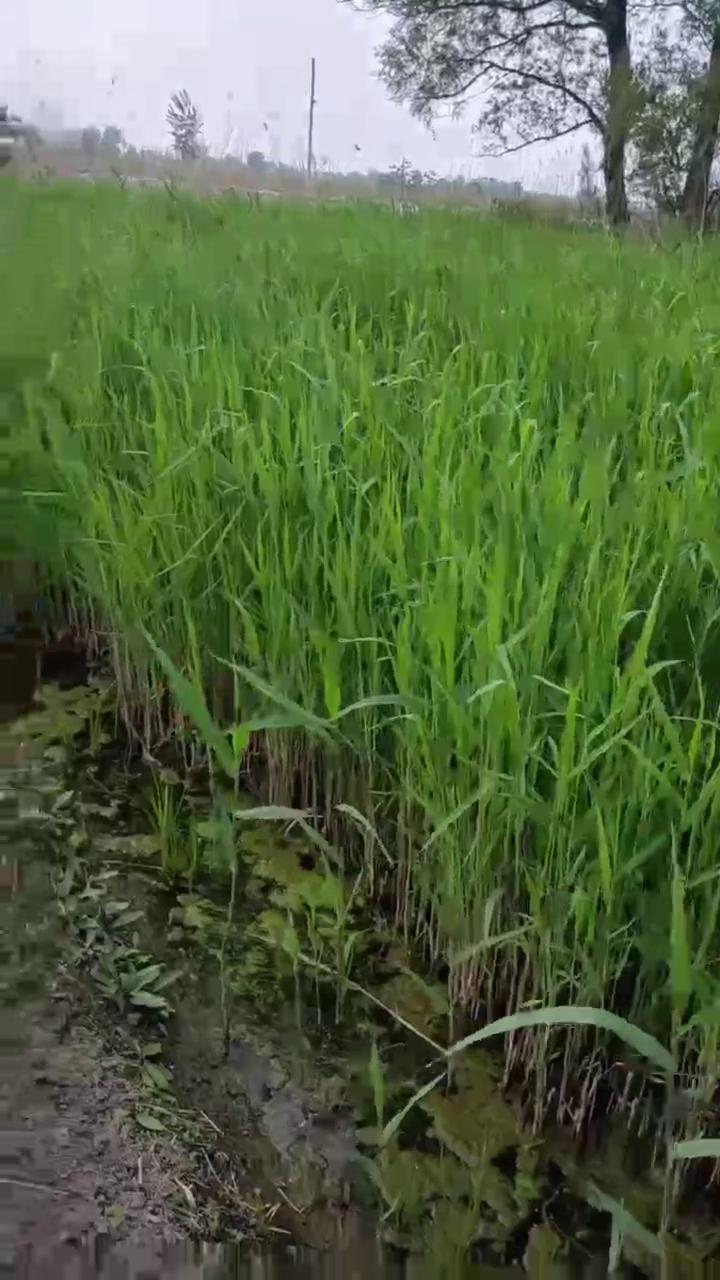 盆栽芦苇苗 大中小盆规格多 高度30-200厘米 适合河道湿