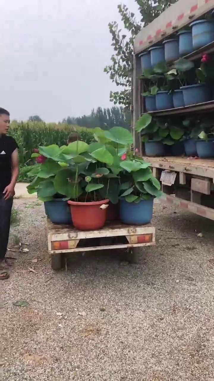 盆栽荷花幼苗  荷花盆栽 花色丰富 支持订货