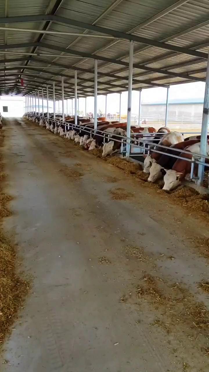 杂交牛 杂交黄牛 三元杂交牛 手续齐全 厂家直供 免费送货