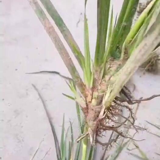 石菖蒲苗 石菖蒲种苗 现挖发货容易成活
