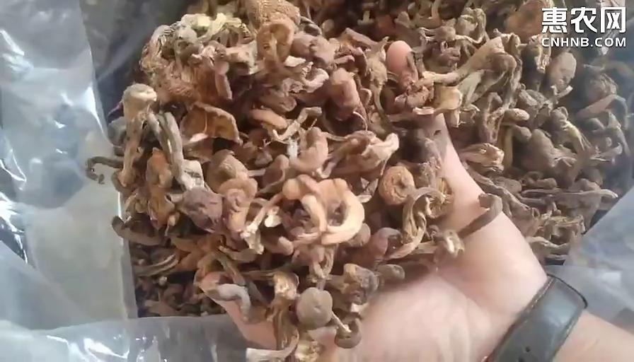 东北野生榛蘑，野生蘑菇特干货级， 特产榛蘑农户采摘2024
