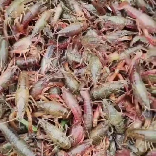 简阳市小龙虾