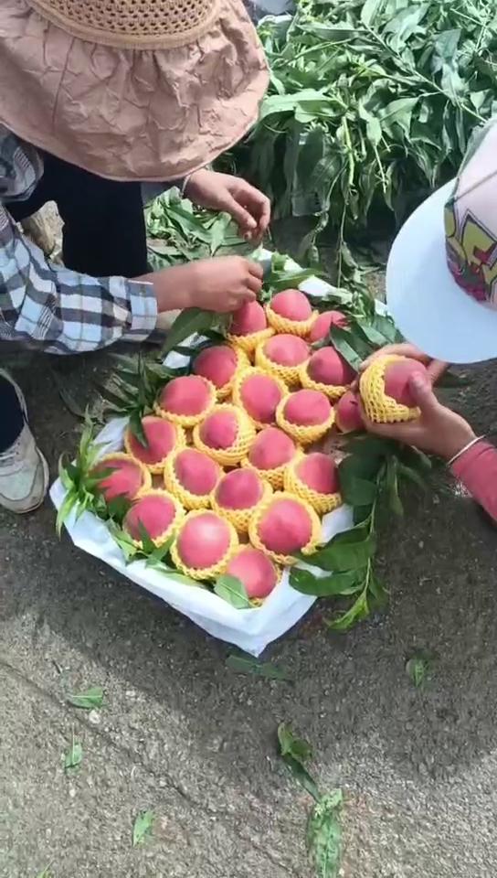毛桃雪里红突围大量现货，产地一手货源，品质保证