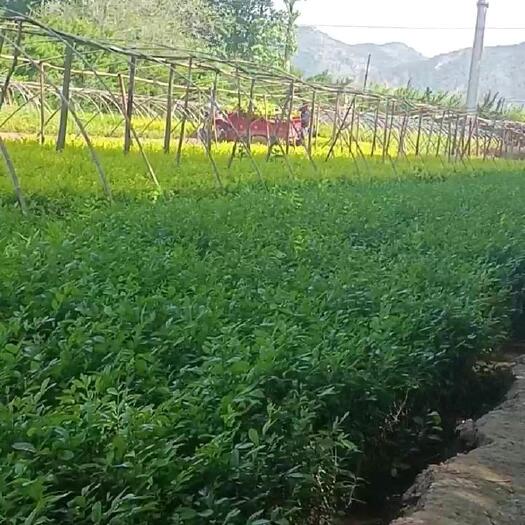 甘谷县营养杯水蜡，水蜡批发，农民自种，甘肃天水产地直销