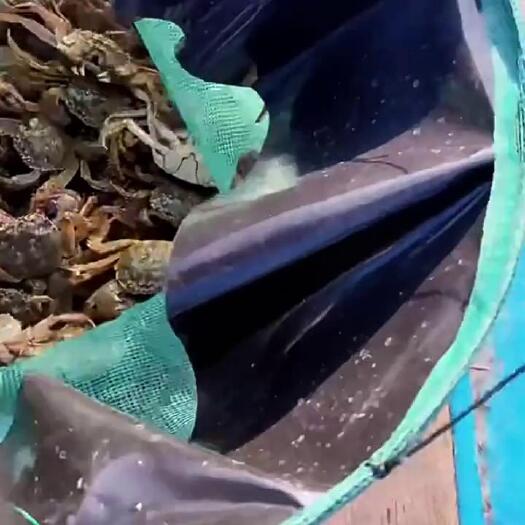 苏州大闸蟹鲜活阳澄湖镇源头现货螃蟹批发海鲜水产送礼团购螃蟹礼