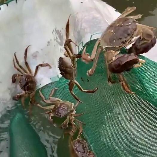 苏州苏州阳澄湖镇大闸蟹供应链提货海鲜水产送礼团购螃蟹礼盒批发