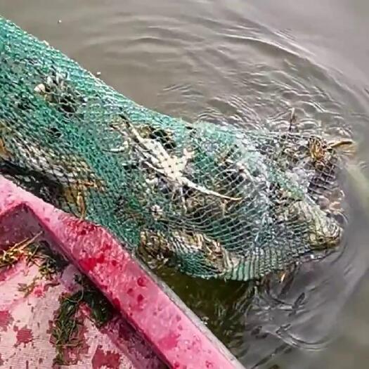 苏州阳澄湖镇大闸蟹一件代发产地直供团购鲜活螃蟹公母蟹海鲜水产礼盒批