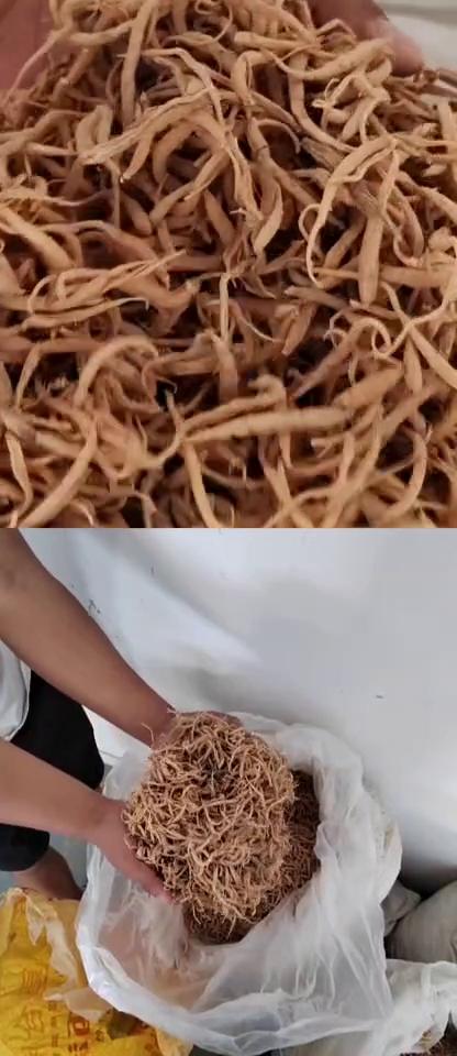 太子参童参贵州太子参儿童煲汤材料非中药材