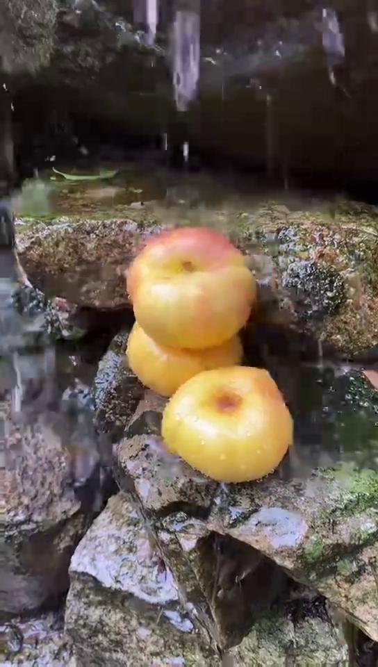 山东蒙阴山东蒙阴彩虹油蟠桃对接市场电商一件代发