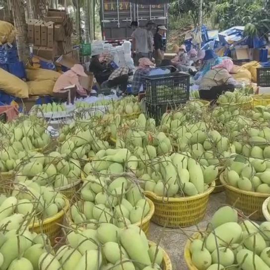 现摘海南金煌芒基地直供现货秒发批发代发