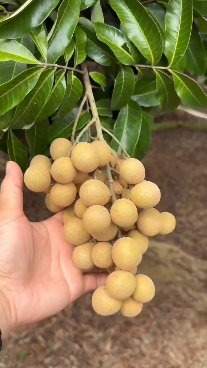 现摘海南龙眼果肉厚紧致基地直供现货秒发