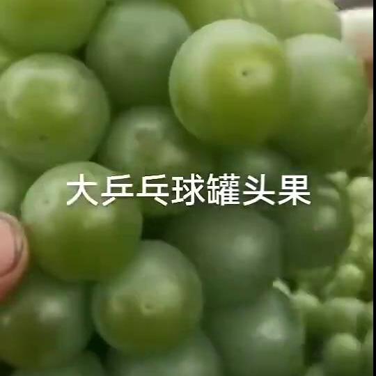 8611葡萄，罐头葡萄，青葡萄，青乒乓球，海量货源，产地直发