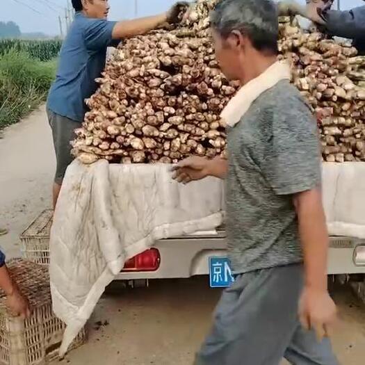 沂水县新大黄姜 基地直发 货量充足 加工泡菜 加工厂优选