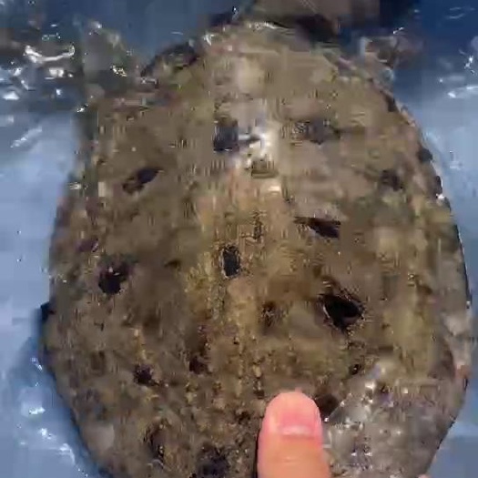 汉寿县中华鳖-老种鱼,产地直发，饭店直供，包邮到家，可视频看货