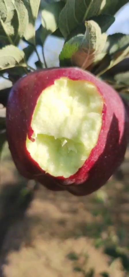 甘肃天水花牛苹果一件代发产地直发一手货源对接各大电商平台