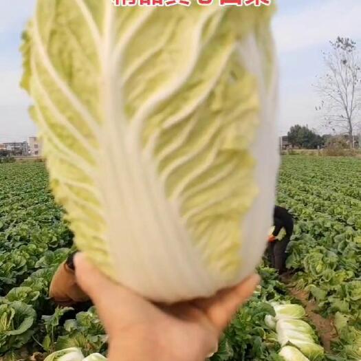 利辛县20亩15万斤黄心大白菜，价格优惠