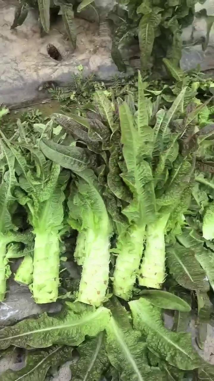莴笋 红叶莴笋 产地发货 现砍现发 新鲜直供