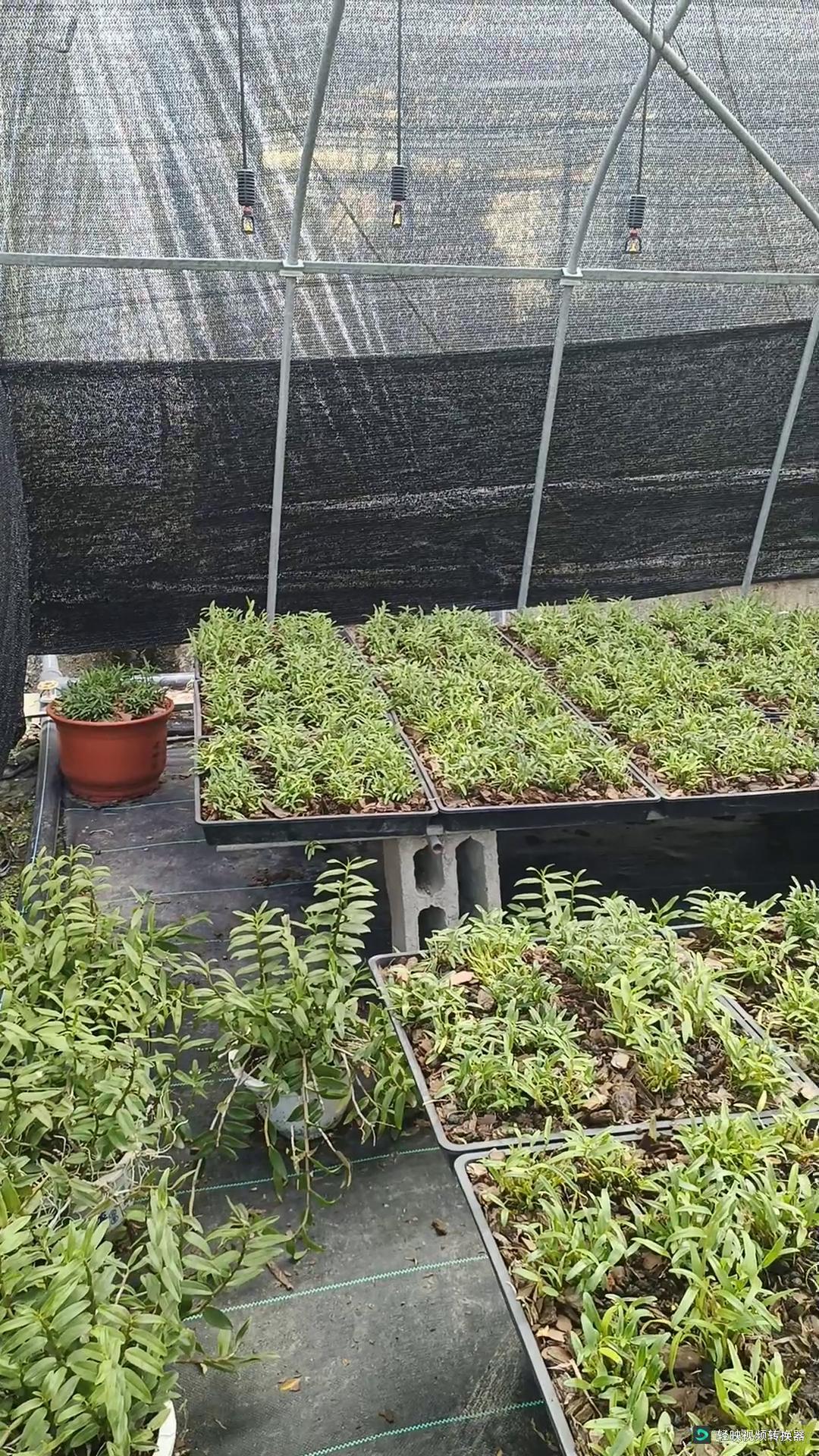 霍山米斛苗 米斛种苗 三年苗 现拔现发 原产地直发 质量保证