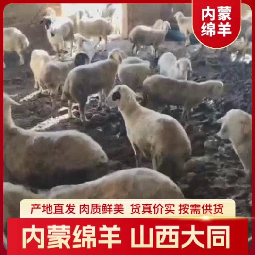 天镇县内蒙绵羊，本地自养，山西大同，一次合作，终生朋友，品质保障