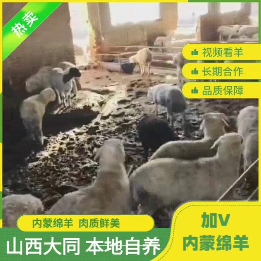 天镇县一次合作，终生朋友，内蒙绵羊，山西大同，本地自养