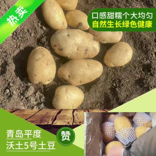 平度市青岛平度，沃土5号土豆，新鲜，口感甜糯，个大均匀，绿色健康