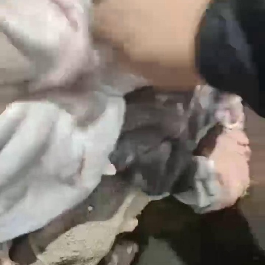 大厂羊肚 精品免洗，普通，品质好货，视频看货，