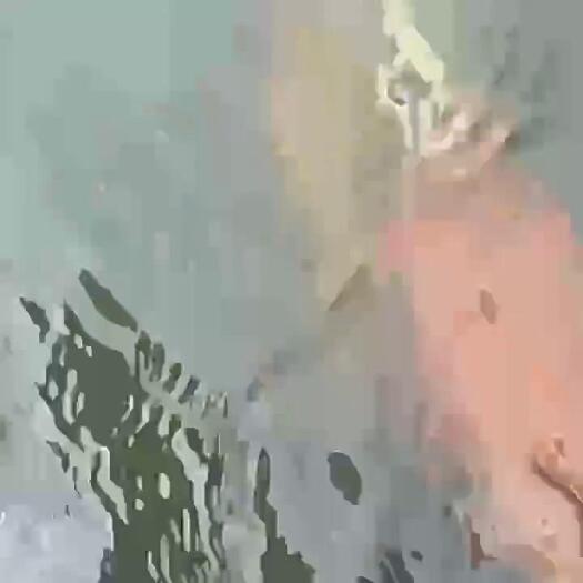 洪湖市鲮鱼水花苗免费提供技术指导产地直供