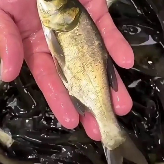 洪湖市花鲢苗寸片苗各种规格湖北产地直销